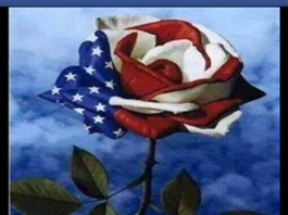 American Flag Rose